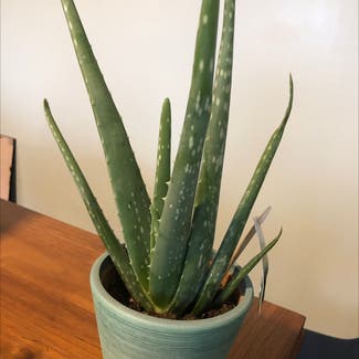 Aloe vera plant in Emo, Ontario