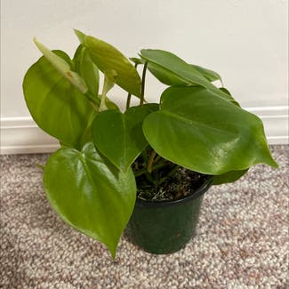 Heartleaf Philodendron plant in Emo, Ontario