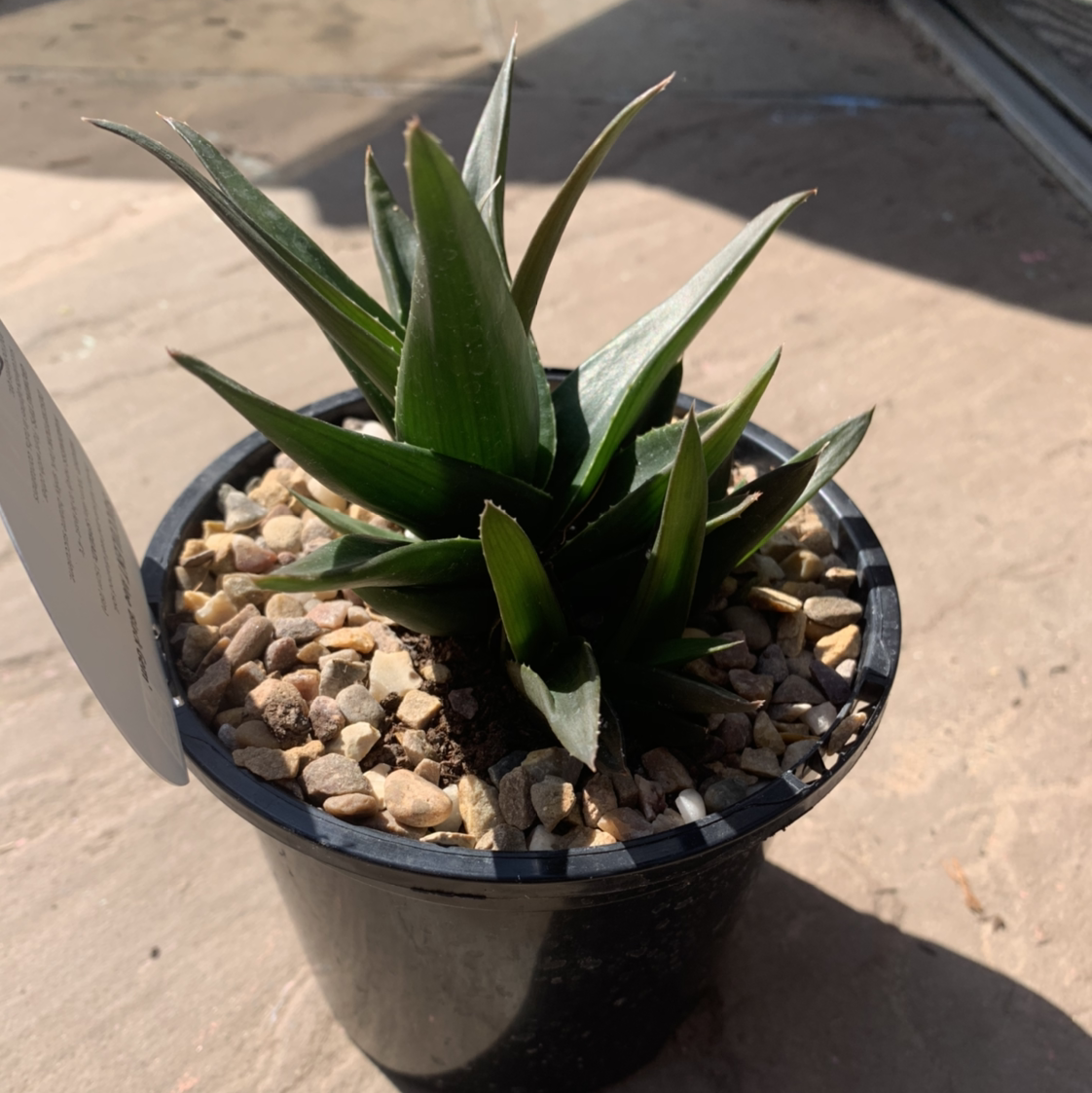 Potted Alworthia 'Black Gem' plant with healthy green leaves and pebble-covered soil.