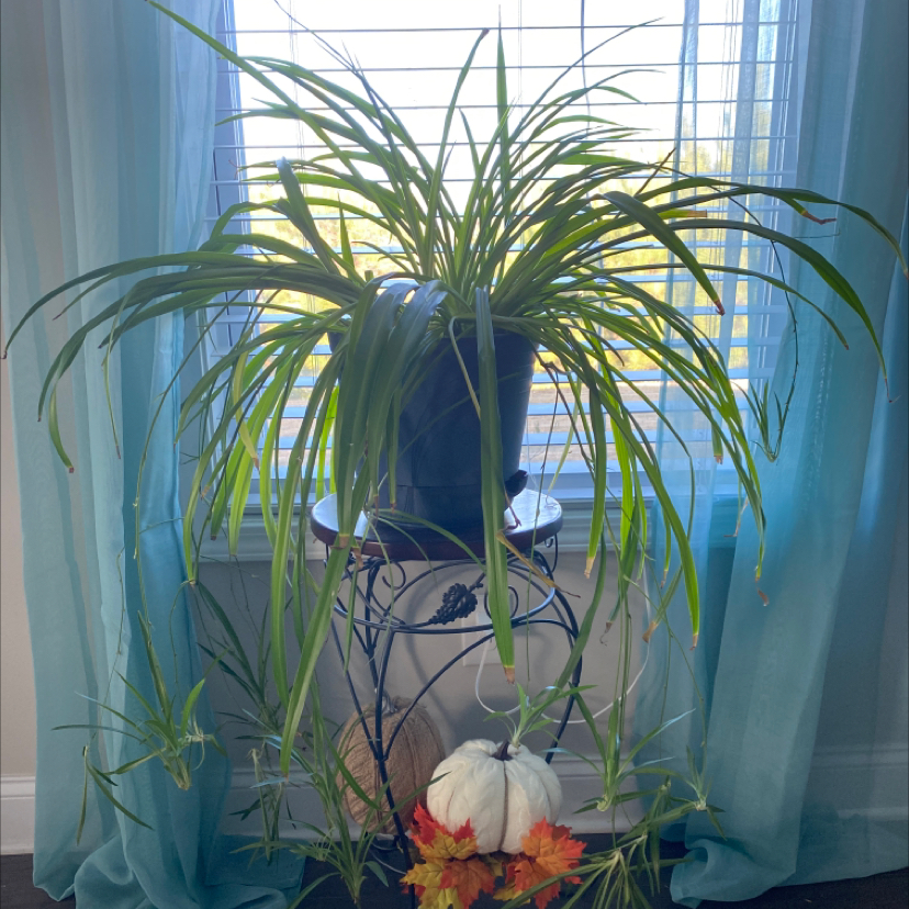 Spider Plant plant photo by @stelawith1l named Plantey the Potted Plant on Greg, the plant care app.