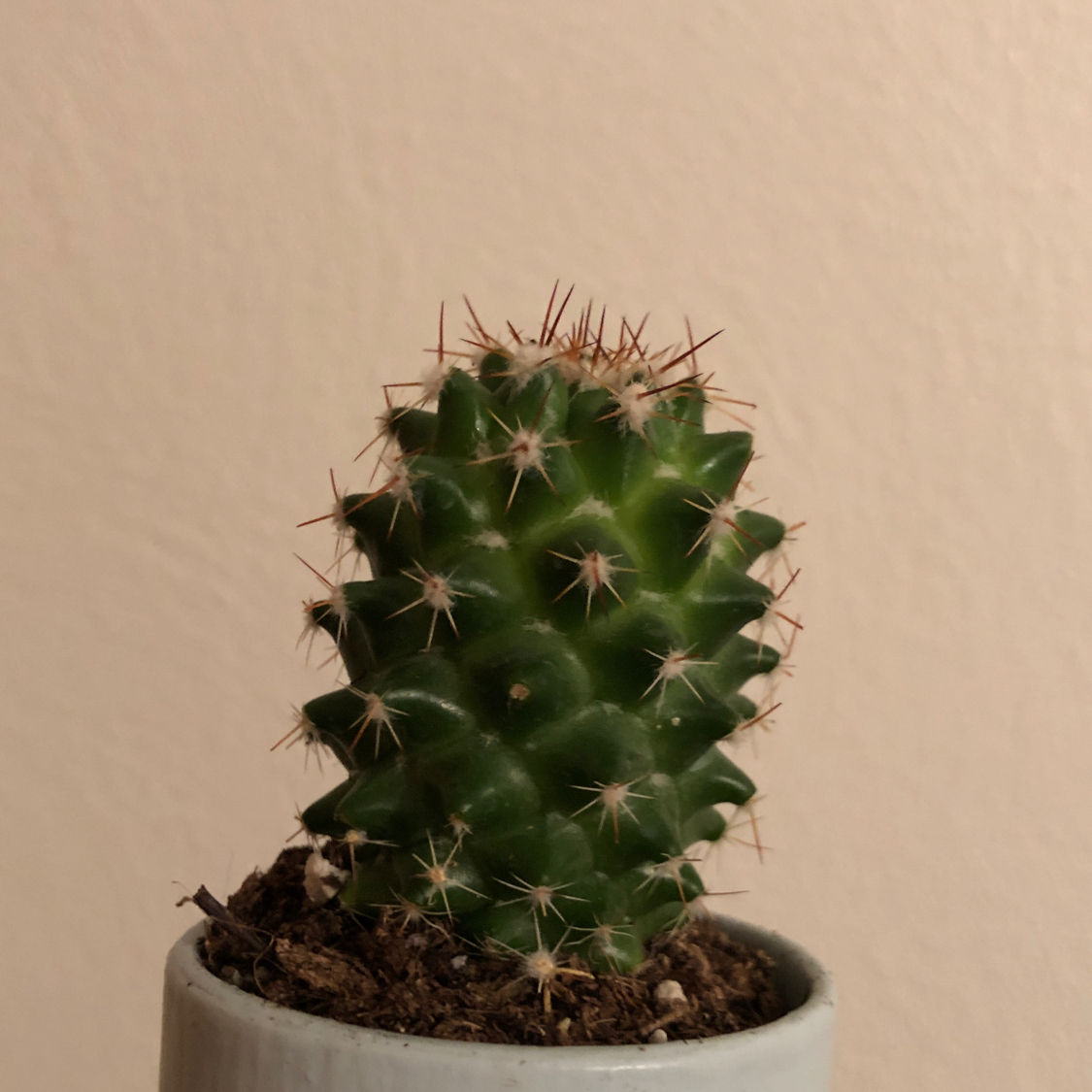 A healthy Missouri Foxtail Cactus in a small pot with visible soil.