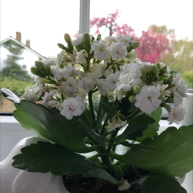 Florist Kalanchoe plant photo by Angelika named Your plant on Greg, the plant care app.
