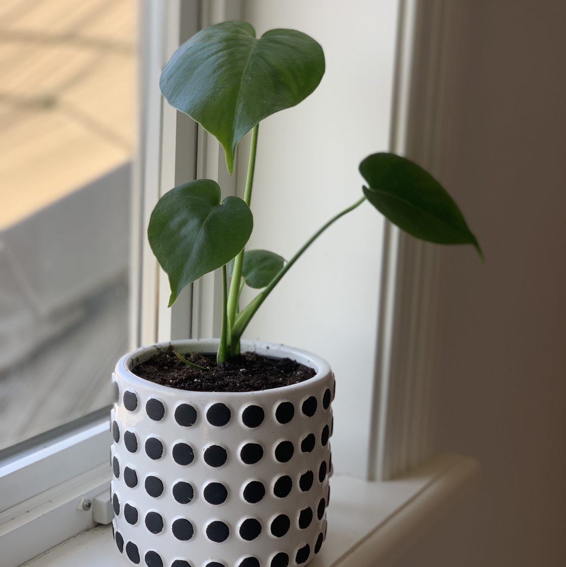 Philodendron Scandens plant photo by @teenplantmom named Gary on Greg, the plant care app.
