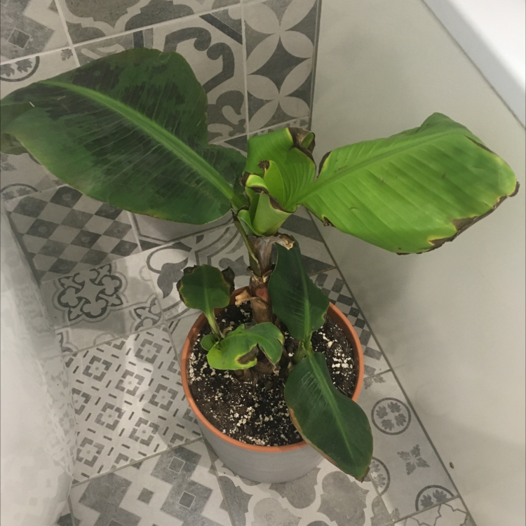 Potted banana plant with some browning leaves, placed on a patterned surface.