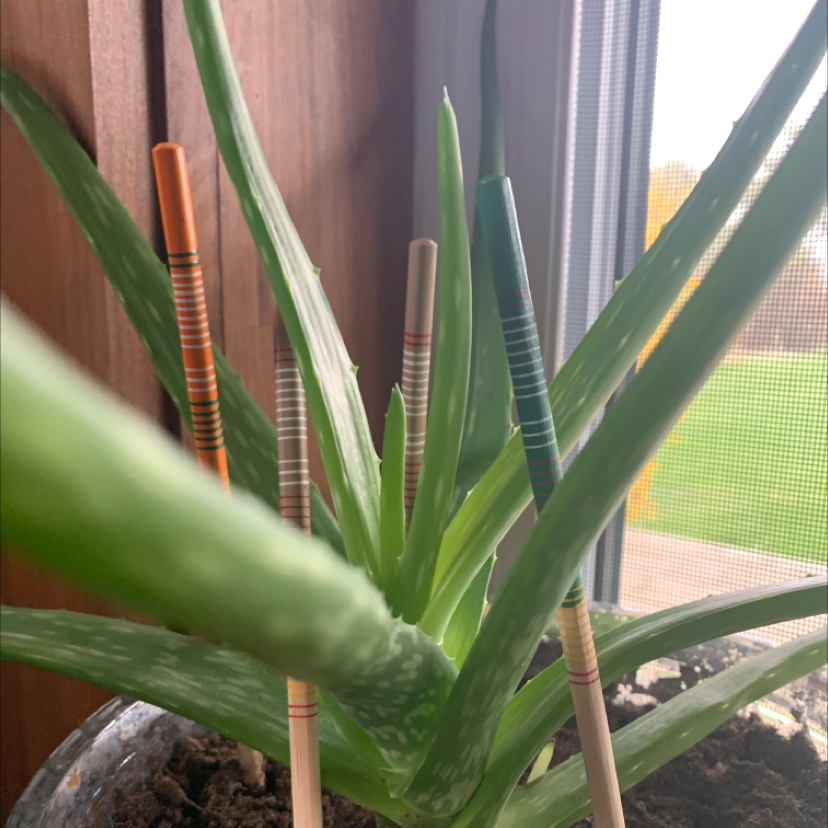 Aloe vera plant photo by Nicole named Hedgy on Greg, the plant care app.