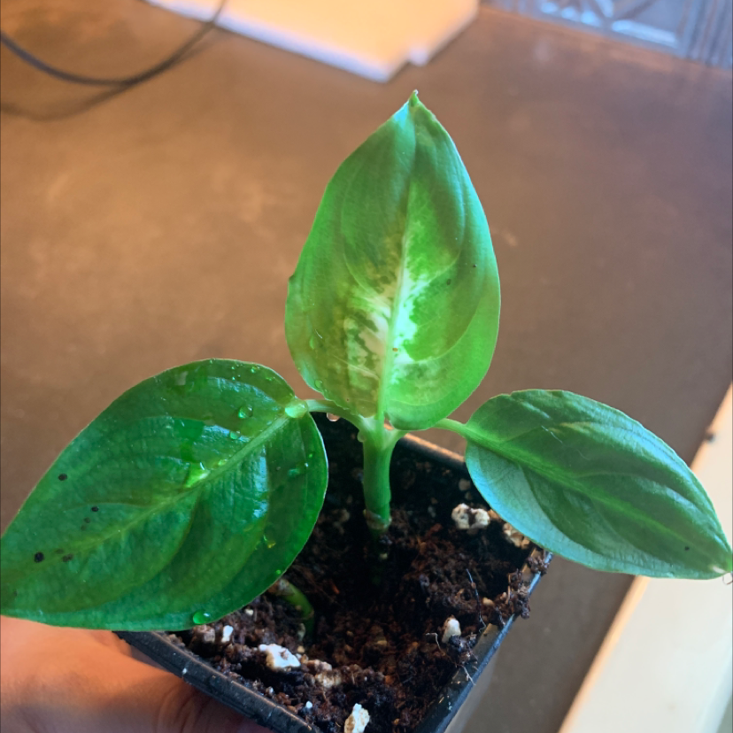 Dieffenbachia plant photo by Nicole named Demi on Greg, the plant care app.