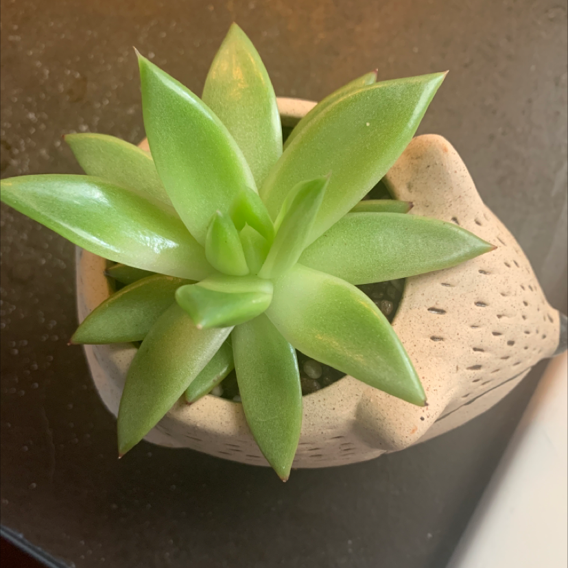 Lipstick Echeveria plant photo by Nicole named Hedgey hog on Greg, the plant care app.