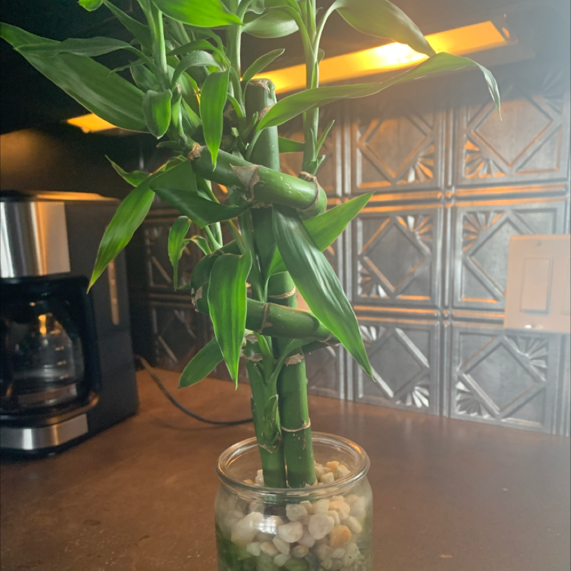 Lucky Bamboo plant photo by Nicole named Boo on Greg, the plant care app.