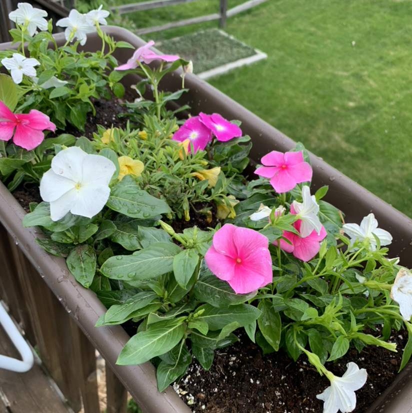 Planter box with Bright Eyes plants, featuring pink and white flowers. Some yellowing leaves are visible.