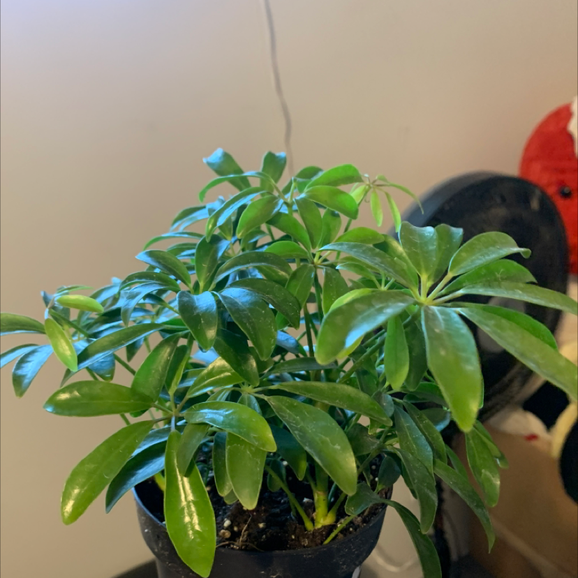 Dwarf Umbrella Tree plant photo by @Bluekota named North on Greg, the plant care app.