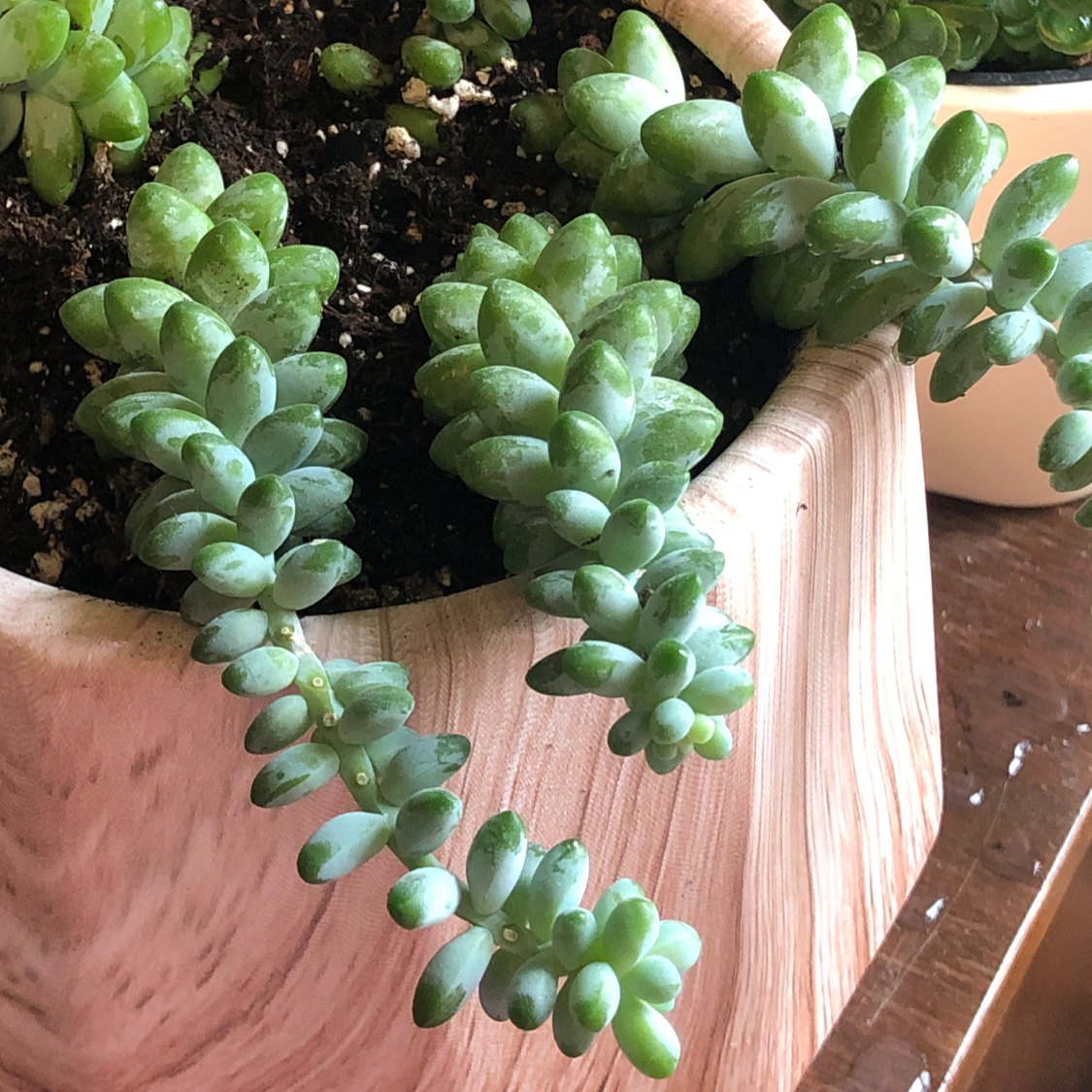 Burro's Tail plant photo by Ashley named Bruce on Greg, the plant care app.