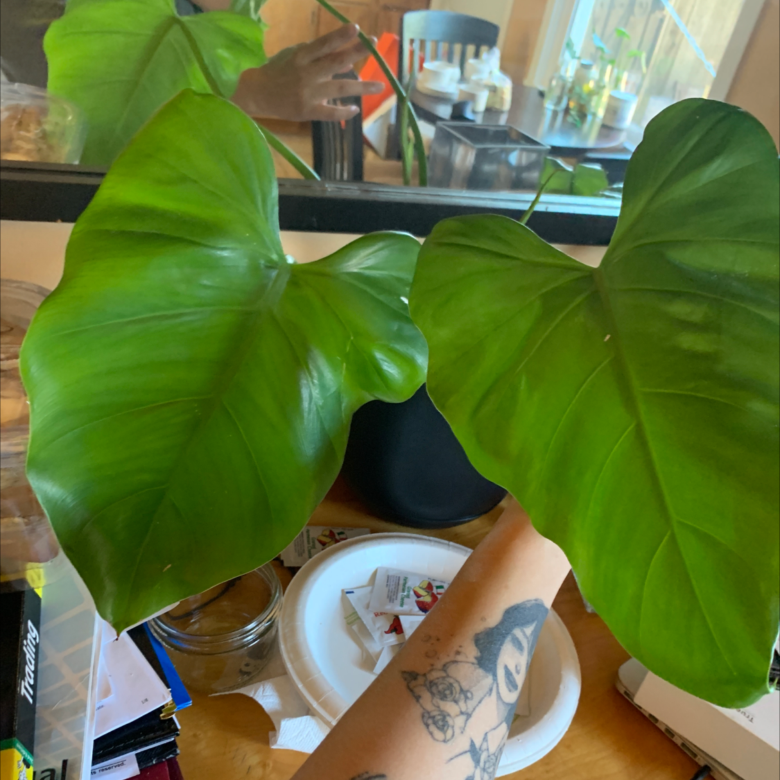 Elephant Ear Philodendron with large green leaves, held by a tattooed hand.