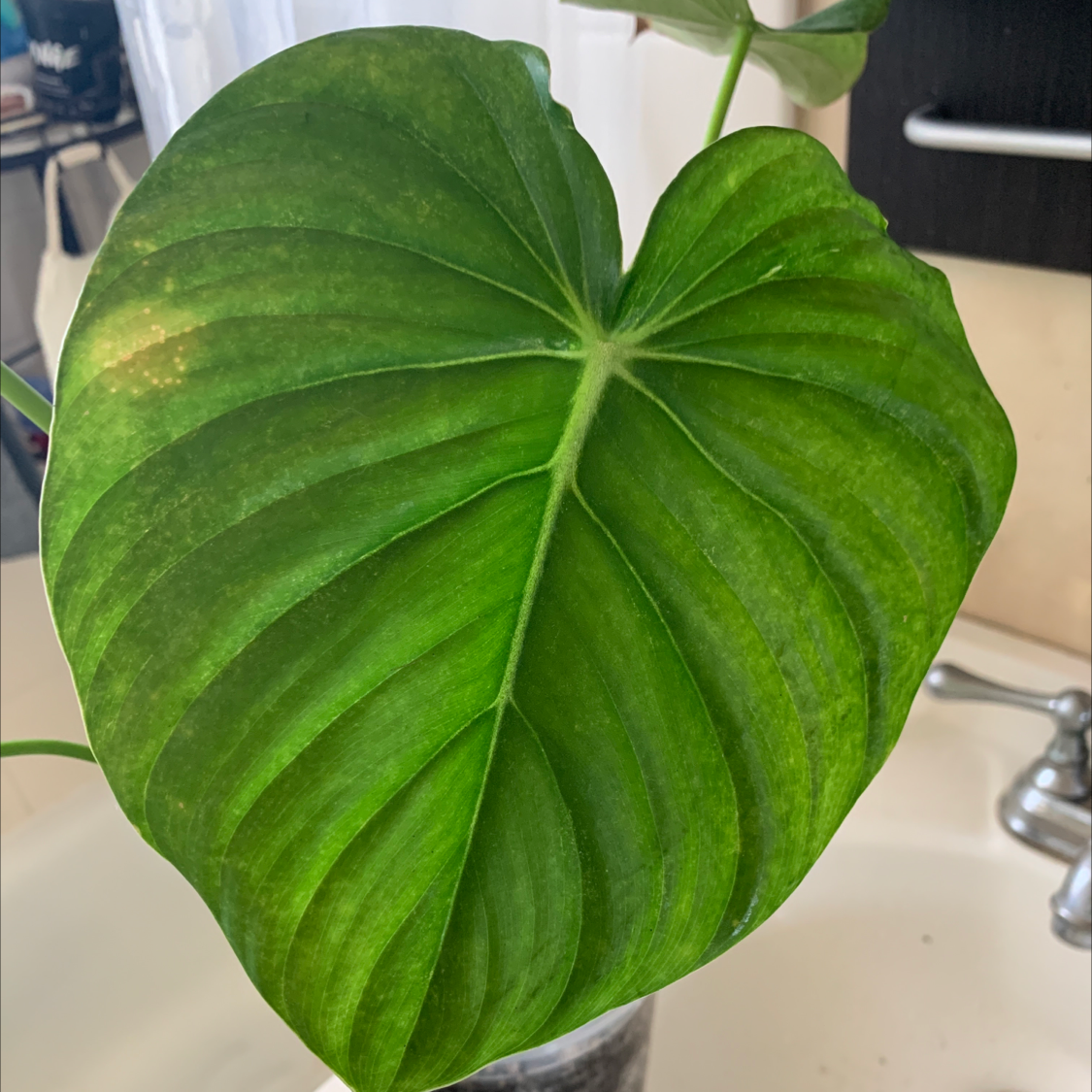 Photo of the plant species Philodendron Pastazanum by @lenaryoo named Pastazanum 💚 on Greg, the plant care app