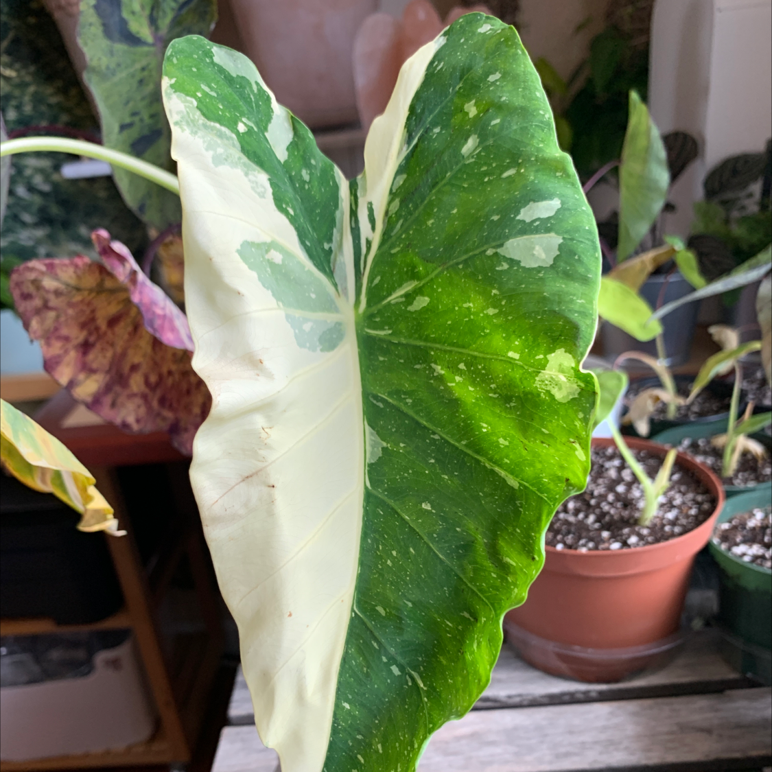 Photo of the plant species Colocasia 'Milky Way' by @lenaryoo named Colocasia 💚 on Greg, the plant care app