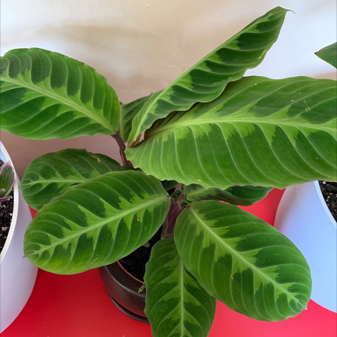 Photo of the plant species Jungle Velvet by @lenaryoo named Jungle Velvet 💜 on Greg, the plant care app