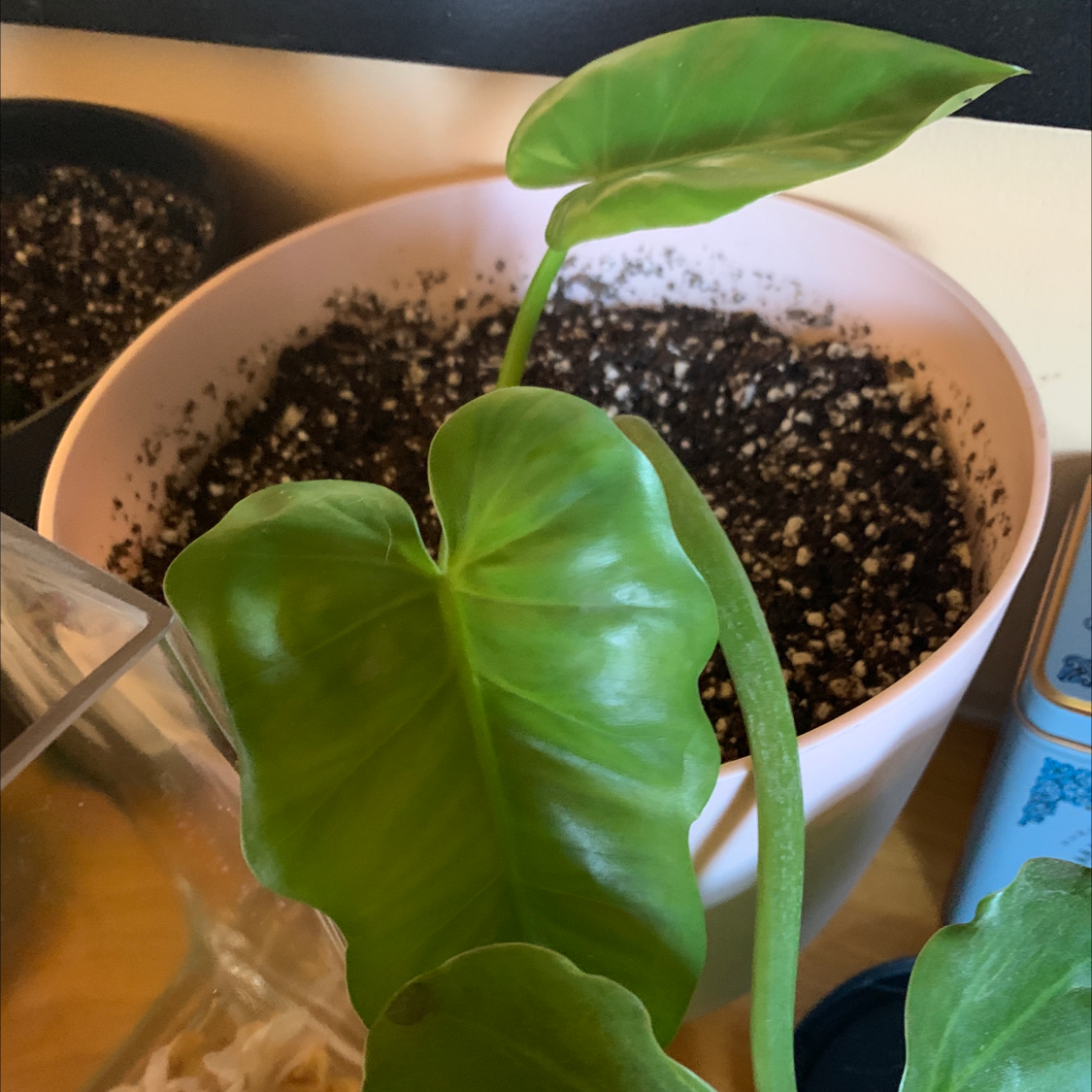 Photo of the plant species Philodendron subincisum by @lenaryoo named Subincisum 💛 on Greg, the plant care app