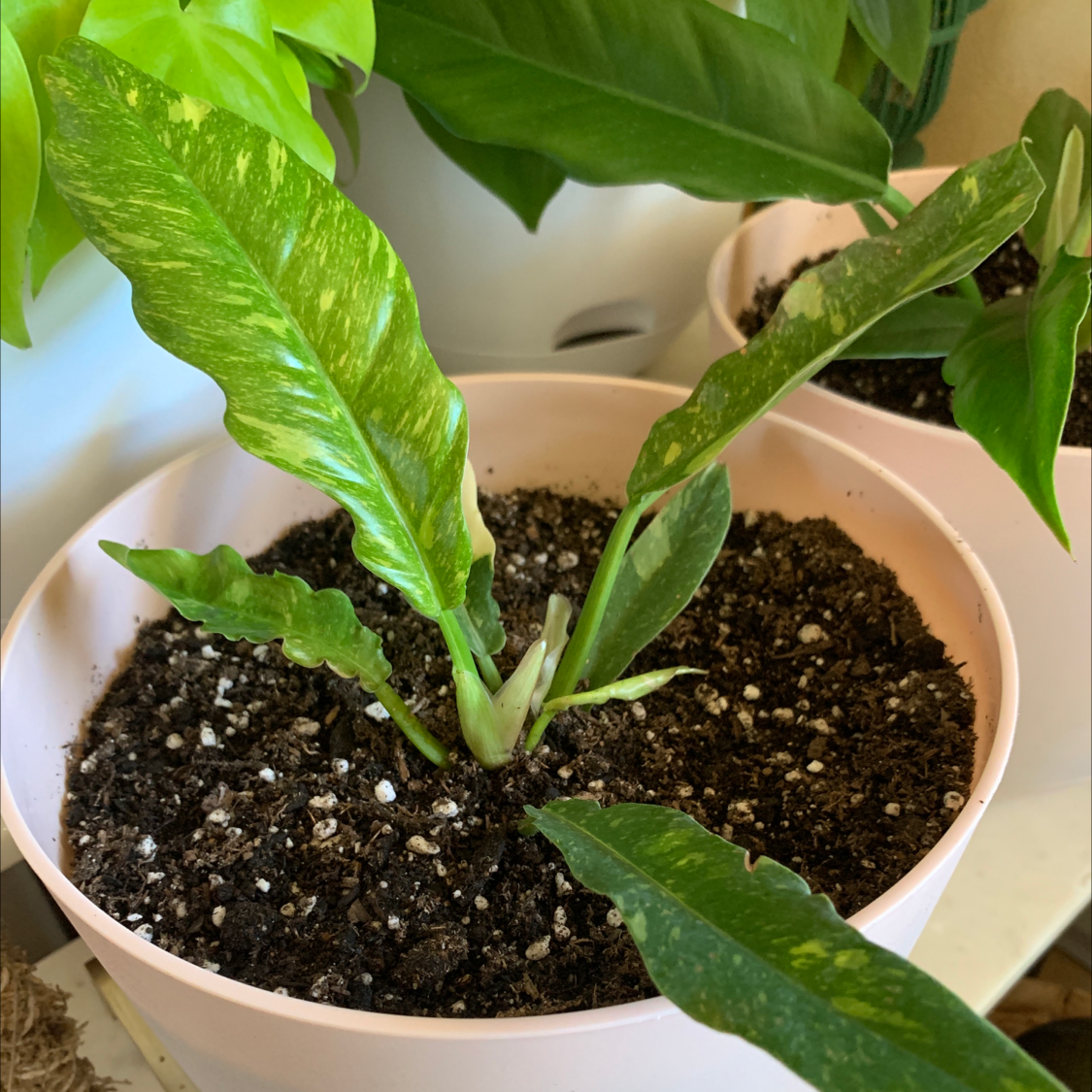 Philodendron 'Ring of Fire' plant in a pot with visible soil and variegated leaves showing some yellowing and browning.