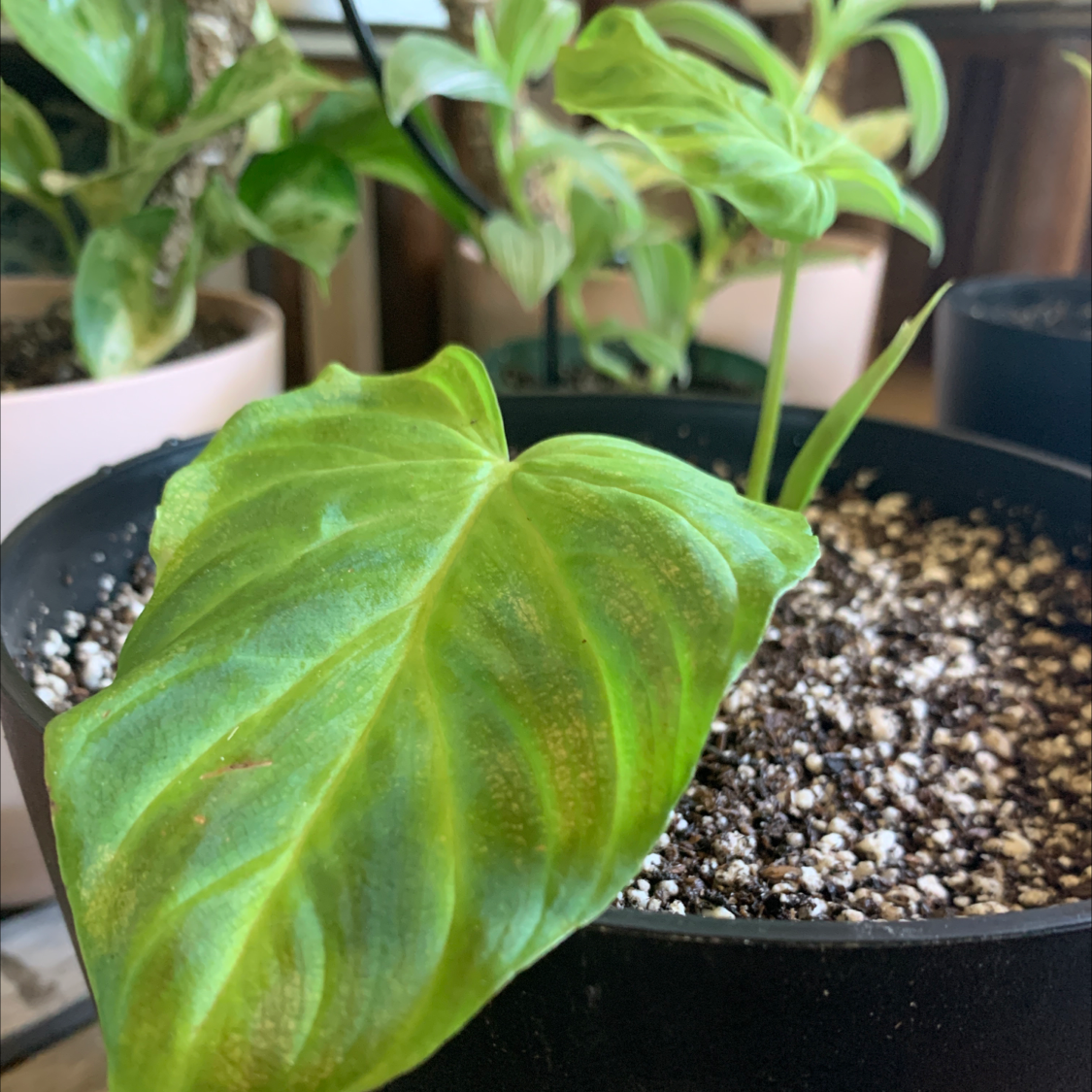 Photo of the plant species Ecuador Philodendron by @lenaryoo named Verrucosum 💜 on Greg, the plant care app