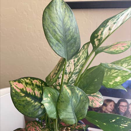 Photo of the plant species Aglaonema 'Pink Anyamanee' by @katiegiel named Lila on Greg, the plant care app
