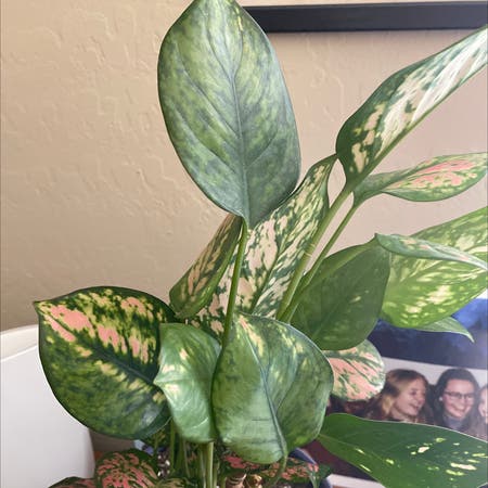 Photo of the plant species Aglaonema 'Pink Anyamanee' by Katiegiel named Lila on Greg, the plant care app