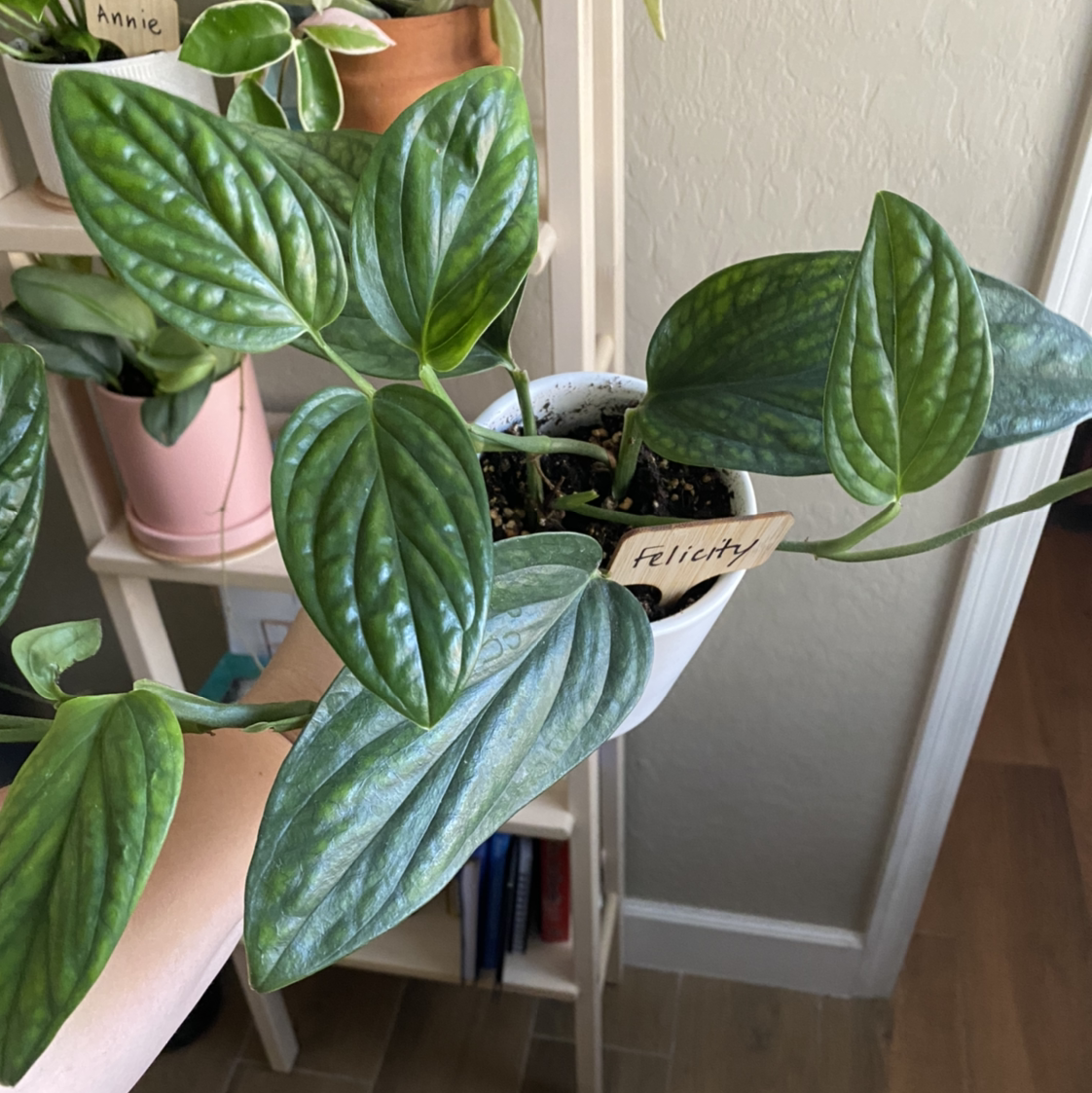 Photo of the plant species Monstera pinnatipartita by @katiegiel named Felicity on Greg, the plant care app