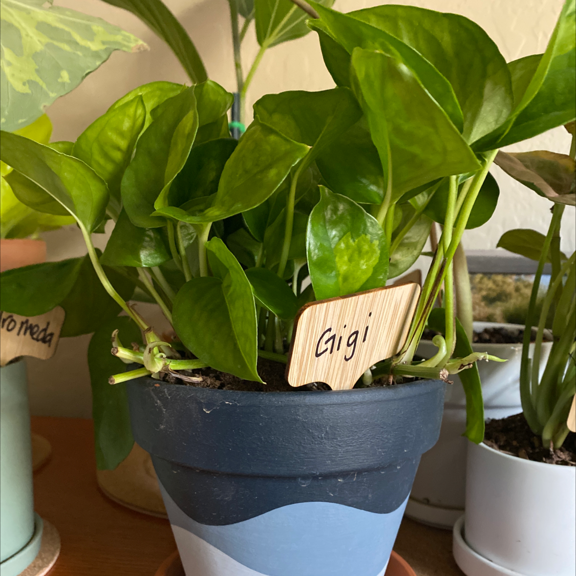 Potted Global Green Pothos plant with vibrant green leaves, labeled 'Gigi'.