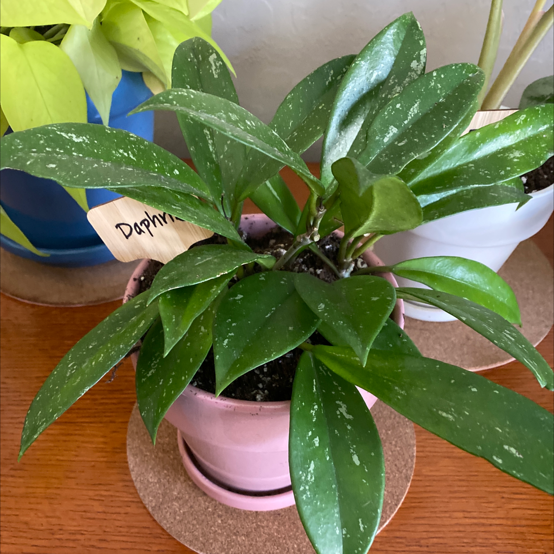 Photo of the plant species Hoya Pubicalyx by @katiegiel named Daphne on Greg, the plant care app