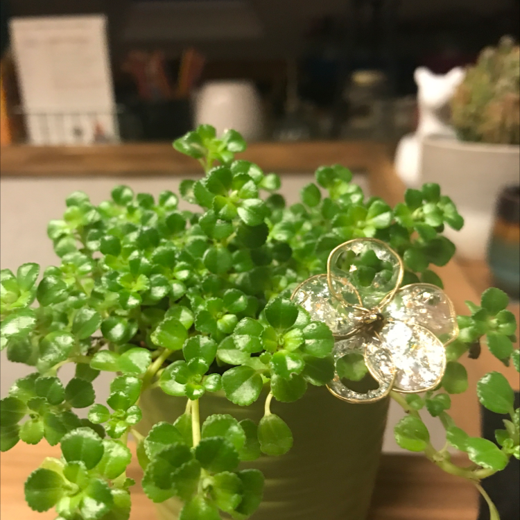 Healthy Two-Row Stonecrop plant in a pot with a decorative object.
