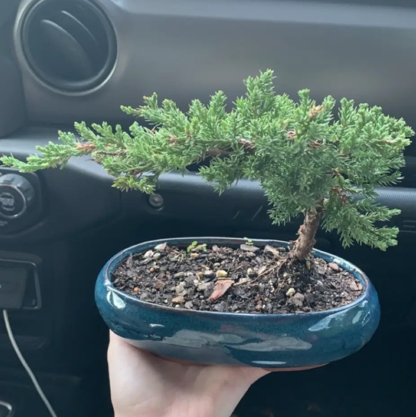 Photo of the plant species Mediterranean Cypress by Victoria named Bonsai-San on Greg, the plant care app