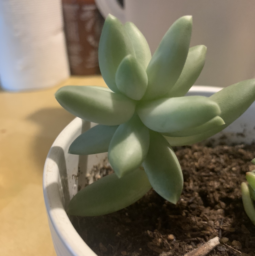 Pachyphytum 'Moon Silver' succulent in a white pot with visible soil.
