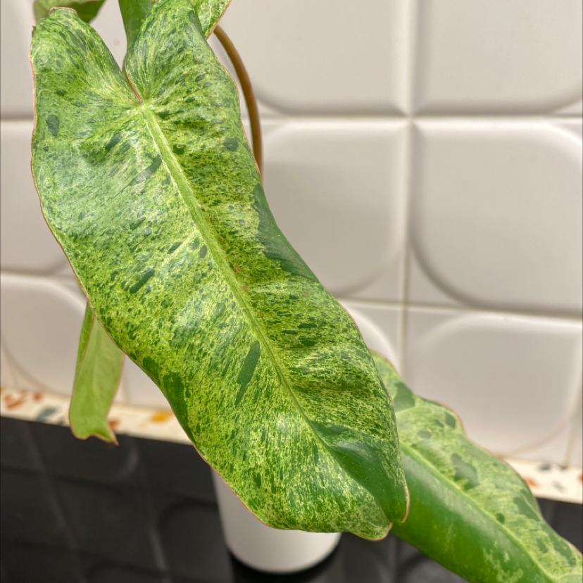 Photo of the plant species Paraiso Verde Philodendron by @angeldahouk named Philodendron Paraiso Verde on Greg, the plant care app