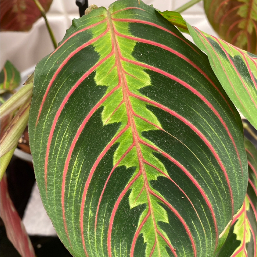 Close-up of a healthy Prayer Plant leaf with green and pink vein patterns.