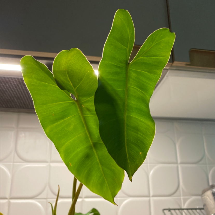 Two healthy green leaves of a Burle Marx plant against a tiled wall.