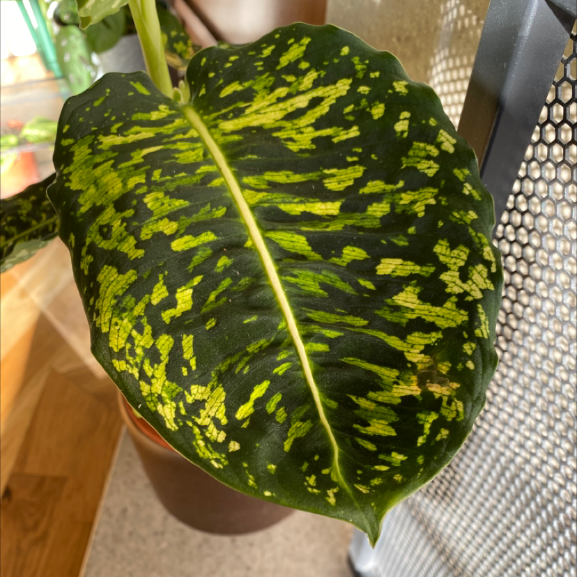 Close-up of a healthy Dumb Cane 'Reflector' leaf with distinctive variegation.