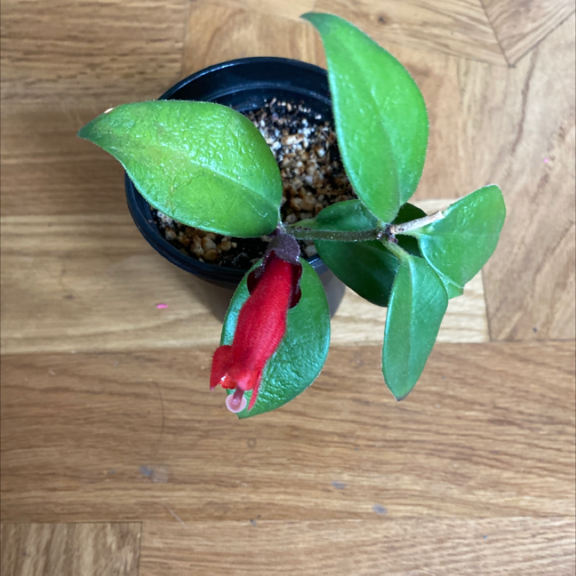 Photo of the plant species Lipstick Plant by @angeldahouk named Aeschynathus Mona Lisa on Greg, the plant care app