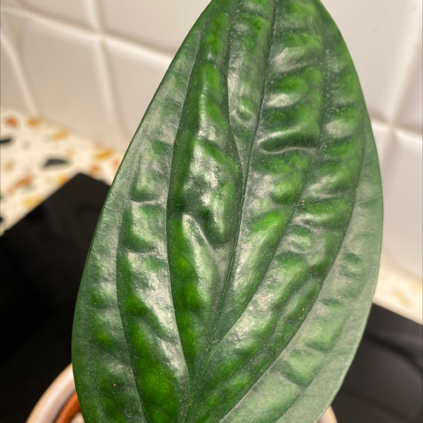 Close-up of a healthy Monstera pinnatipartita leaf with vibrant green color.