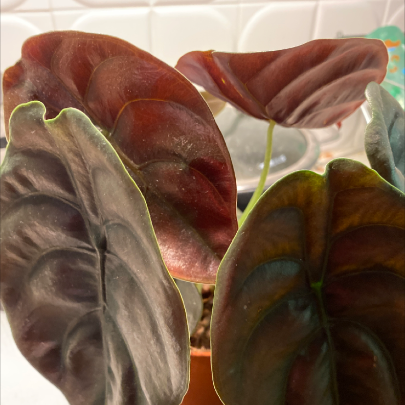 Photo of the plant species Alocasia ‘Red Secret’ by @angeldahouk named Alocasia Red Secret on Greg, the plant care app