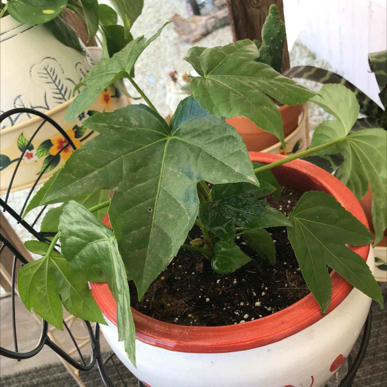Fatsia Plant plant photo by @J0_ named 4/20 on Greg, the plant care app.