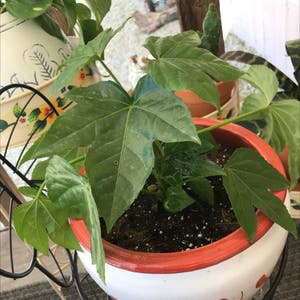 Fatsia Plant plant photo by J0_ named 4/20 on Greg, the plant care app.