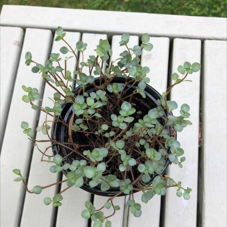 Pilea 'Aquamarine' plant photo by Salty named Pearl on Greg, the plant care app.