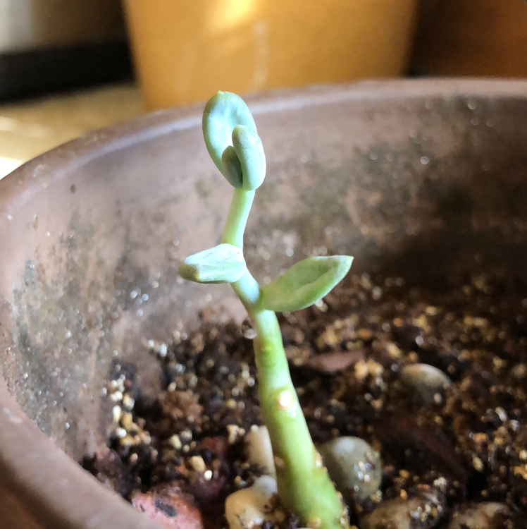 Ghost Plant plant photo by @CorvidCounty named Muninn on Greg, the plant care app.