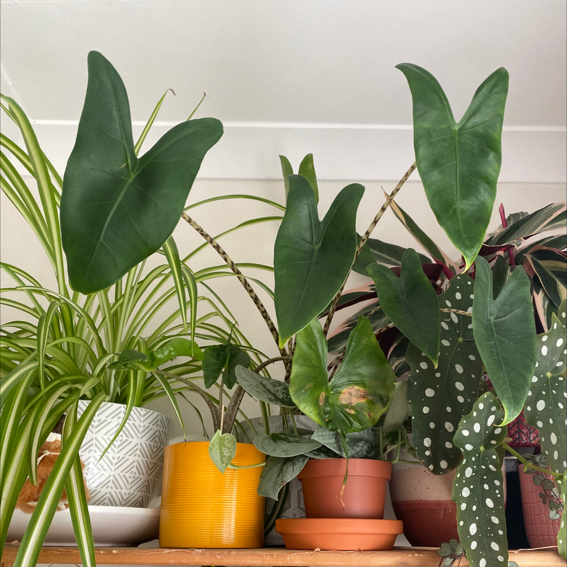 Multiple potted plants including a Zebra Elephant Ear with yellowing and browning leaves.