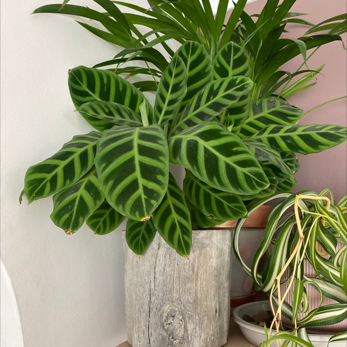 Healthy Zebra Calathea plant with vibrant striped leaves in a wooden pot.