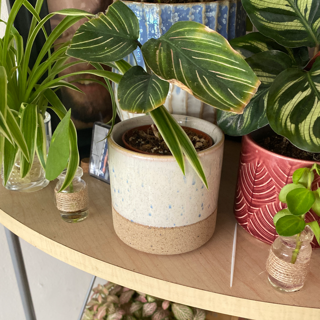 Calathea Vittata plant in a ceramic pot on a shelf with other plants.