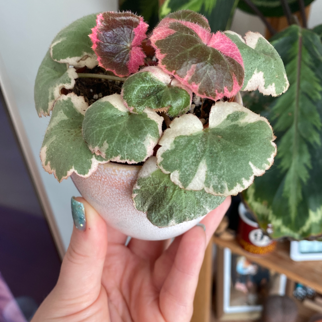 Strawberry Begonia plant with variegated leaves in a small pot, held by a hand.