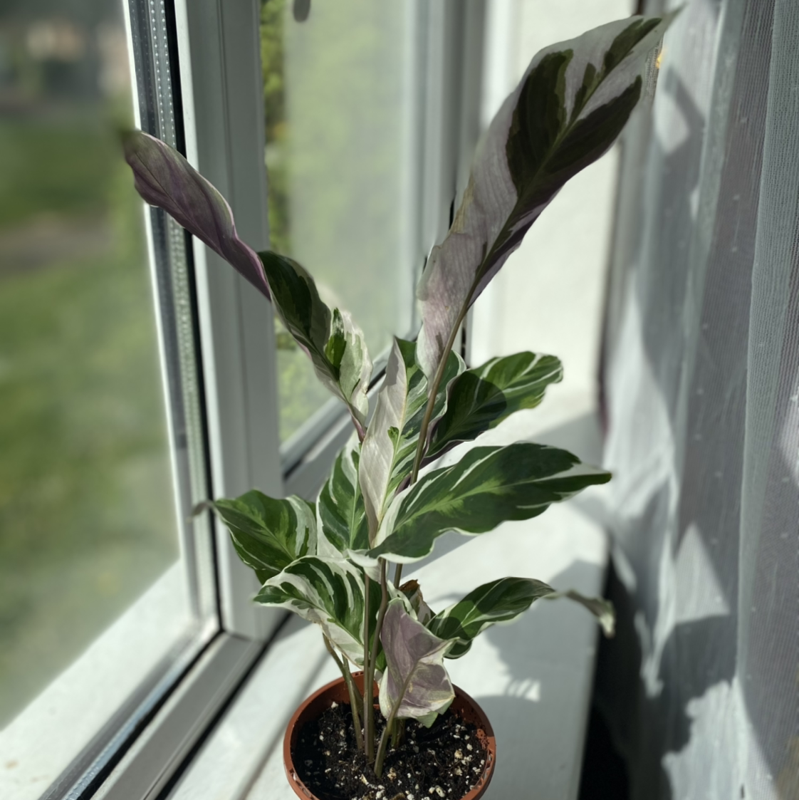 Calathea 'White Fusion' plant on a windowsill with variegated leaves.