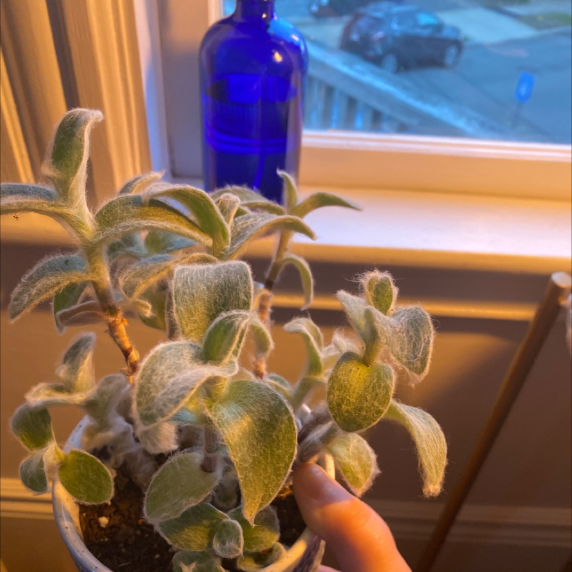 Potted White Velvet plant with fuzzy leaves near a window, blue bottle in background.