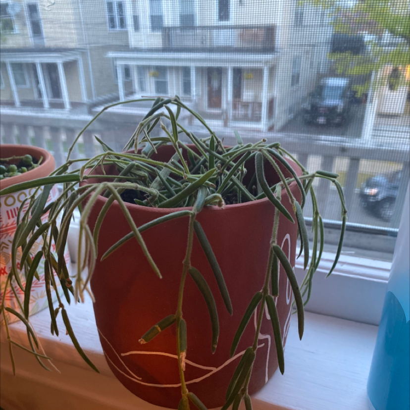 Mistletoe Cactus in a red pot on a windowsill with drooping stems.