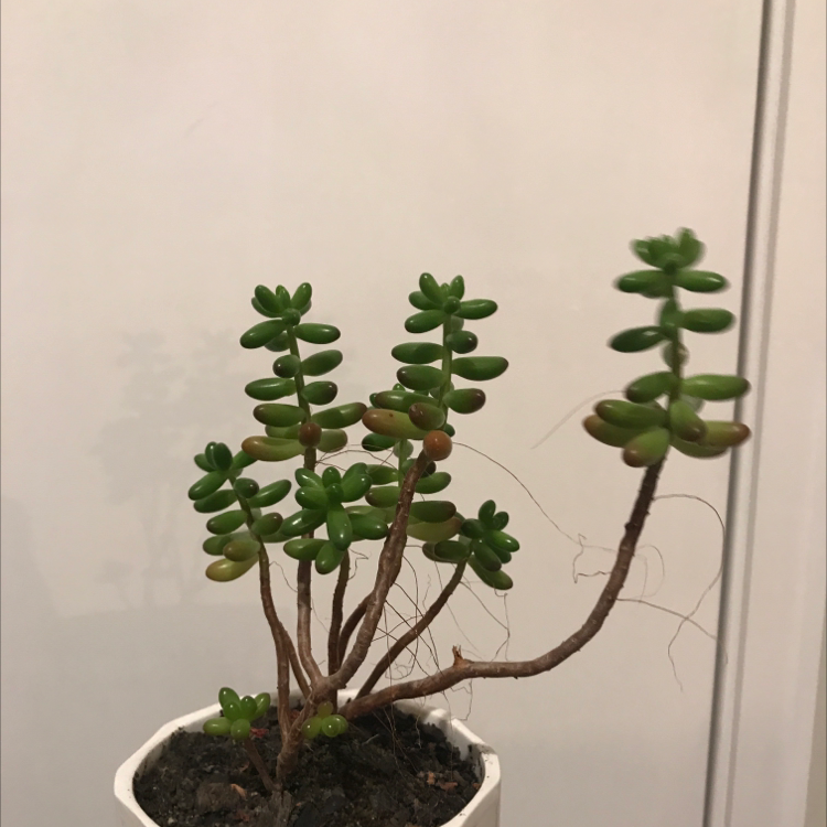 White Stonecrop plant in a white pot with visible soil and slight browning on some leaves.