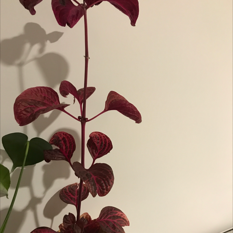 Close-up of healthy Herbst's Bloodleaf plant with deep burgundy leaves and prominent veining against light background.